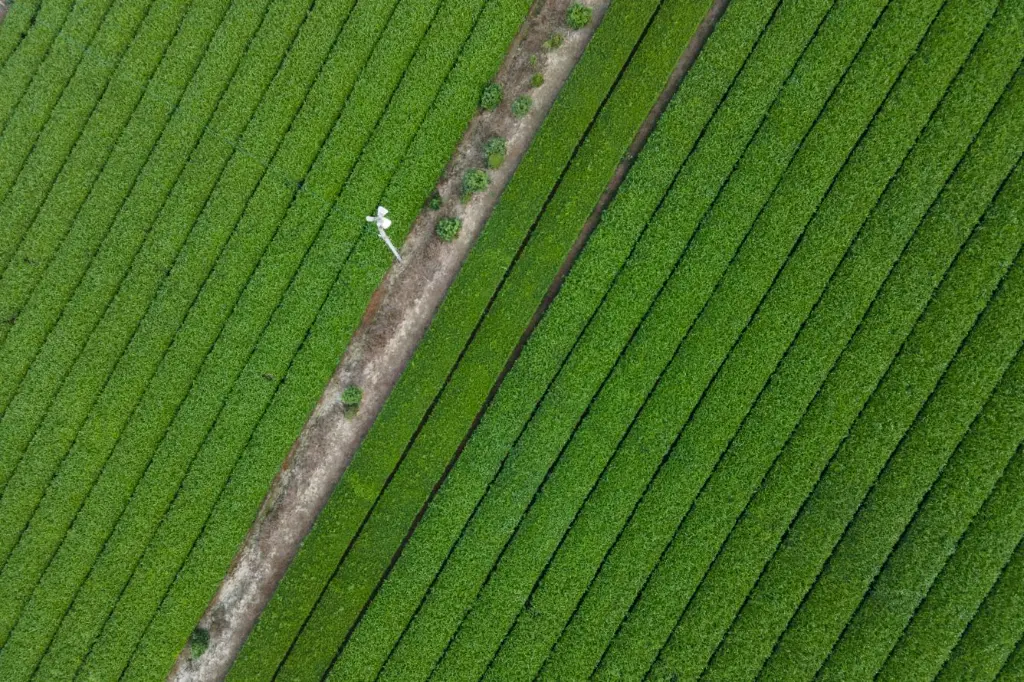 jw-osajw-tea-plantation-39451_Classic-Hor.webp