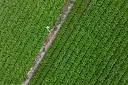 jw-osajw-tea-plantation-39451_Classic-Hor.webp