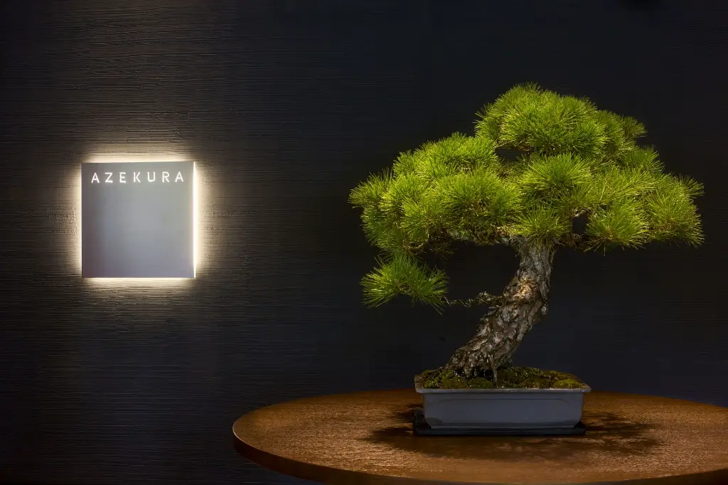 Azekura - bonsai.webp