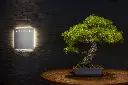 Azekura - bonsai.webp