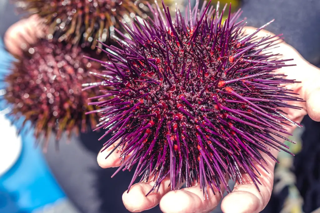 urchins-1500x1000.webp