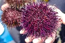 urchins-1500x1000.webp