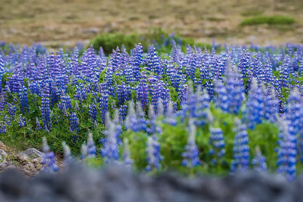 Lowers Iceland - 5104347_2025-01-22_06-20-41.webp