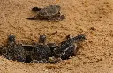 800x520-Tangalle.webp