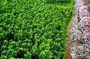 it14 (7).webp