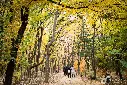 it14 (11).webp