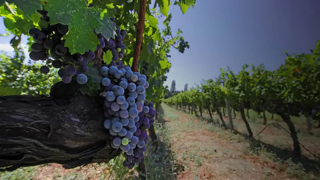 Turkiye Wine & Dine