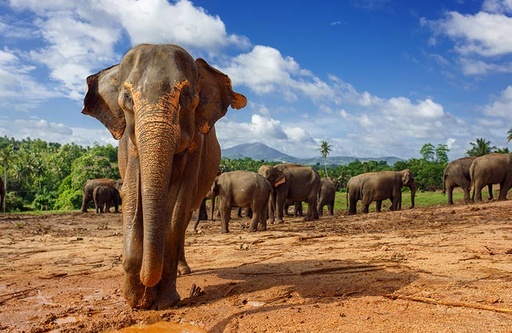 Sri Lanka Family Quest Adventures
